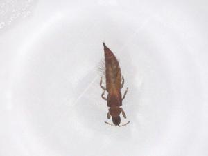  ( - CBG-B21494-C05)  @11 [ ] CreativeCommons - Attribution Share - Alike (2025) Centre for Biodiversity Genomics Centre for Biodiversity Genomics