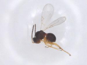  ( - CBG-B21495-E07)  @11 [ ] CreativeCommons - Attribution Share - Alike (2025) Centre for Biodiversity Genomics Centre for Biodiversity Genomics