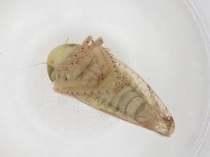  ( - CBG-B21496-A04)  @11 [ ] CreativeCommons - Attribution Share - Alike (2025) Centre for Biodiversity Genomics Centre for Biodiversity Genomics