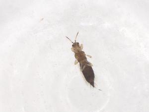  ( - CBG-B21497-A01)  @11 [ ] CreativeCommons - Attribution Share - Alike (2025) Centre for Biodiversity Genomics Centre for Biodiversity Genomics