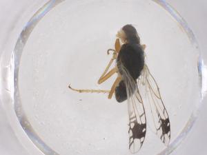  ( - CBG-B21497-C10)  @11 [ ] CreativeCommons - Attribution Share - Alike (2025) Centre for Biodiversity Genomics Centre for Biodiversity Genomics