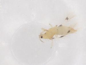  (Scolothrips takahashii - CBG-B21497-F02)  @11 [ ] CreativeCommons - Attribution Share - Alike (2025) Centre for Biodiversity Genomics Centre for Biodiversity Genomics