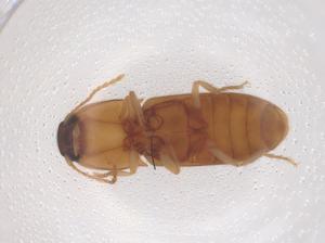  ( - CBG-B22150-G07)  @11 [ ] CreativeCommons - Attribution Share - Alike (2025) Centre for Biodiversity Genomics Centre for Biodiversity Genomics