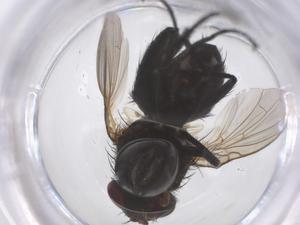  ( - CBG-B22151-E01)  @11 [ ] CreativeCommons - Attribution Share - Alike (2025) Centre for Biodiversity Genomics Centre for Biodiversity Genomics