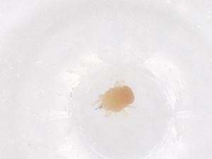  ( - CBG-B22185-D10)  @11 [ ] CreativeCommons - Attribution Share - Alike (2025) Centre for Biodiversity Genomics Centre for Biodiversity Genomics