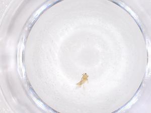  ( - CBG-B22185-F10)  @11 [ ] CreativeCommons - Attribution Share - Alike (2025) Centre for Biodiversity Genomics Centre for Biodiversity Genomics