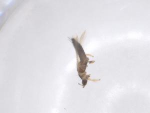  ( - CBG-B22186-C02)  @11 [ ] CreativeCommons - Attribution Share - Alike (2025) Centre for Biodiversity Genomics Centre for Biodiversity Genomics