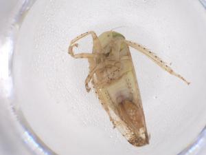  ( - CBG-B22186-G04)  @11 [ ] CreativeCommons - Attribution Share - Alike (2025) Centre for Biodiversity Genomics Centre for Biodiversity Genomics