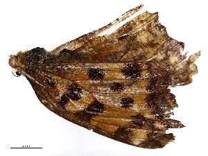  ( - CBG-B23321-C06)  @11 [ ] CreativeCommons - Attribution Share - Alike (2025) CBG Photography Group Centre for Biodiversity Genomics