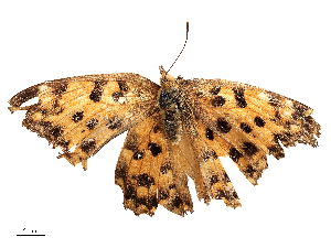  ( - CBG-B23321-C07)  @11 [ ] CreativeCommons - Attribution Share - Alike (2025) CBG Photography Group Centre for Biodiversity Genomics