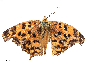  ( - CBG-B23321-C10)  @11 [ ] CreativeCommons - Attribution Share - Alike (2025) CBG Photography Group Centre for Biodiversity Genomics