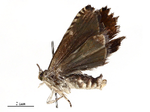  ( - CBG-B23321-E11)  @11 [ ] CreativeCommons - Attribution Share - Alike (2025) CBG Photography Group Centre for Biodiversity Genomics