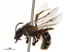 (Lasioglossum affine - CBG-B23321-G06)  @11 [ ] CreativeCommons - Attribution Share - Alike (2025) CBG Photography Group Centre for Biodiversity Genomics