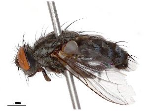  ( - CBG-B23321-H11)  @11 [ ] CreativeCommons - Attribution Share - Alike (2025) CBG Photography Group Centre for Biodiversity Genomics