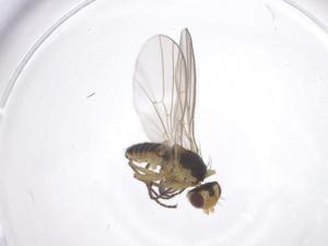  ( - CBG-B23352-F01)  @11 [ ] CreativeCommons - Attribution Share - Alike (2025) Centre for Biodiversity Genomics Centre for Biodiversity Genomics