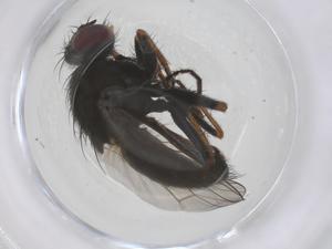  ( - CBG-B23353-A06)  @11 [ ] CreativeCommons - Attribution Share - Alike (2025) Centre for Biodiversity Genomics Centre for Biodiversity Genomics