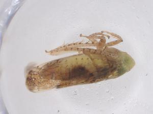  ( - CBG-B23355-E10)  @11 [ ] CreativeCommons - Attribution Share - Alike (2025) Centre for Biodiversity Genomics Centre for Biodiversity Genomics