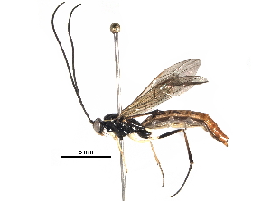  ( - BIOUG33277-A01)  @11 [ ] CreativeCommons - Attribution (2017) CBG Photography Group Centre for Biodiversity Genomics