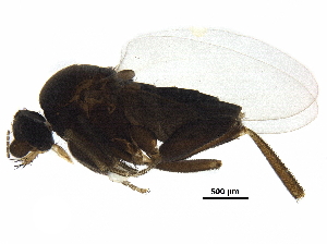  (Travassophora - BIOUG36200-G11)  @11 [ ] CreativeCommons - Attribution (2018) CBG Photography Group Centre for Biodiversity Genomics