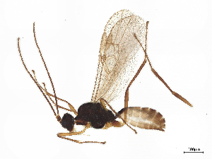  ( - BIOUG36967-C11)  @11 [ ] CreativeCommons - Attribution (2023) CBG Photography Group Centre for Biodiversity Genomics