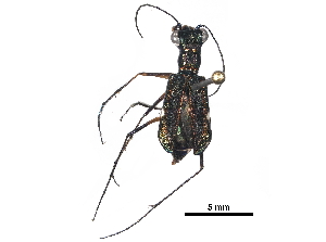  ( - BIOUG36719-D07)  @11 [ ] CreativeCommons - Attribution (2018) CBG Photography Group Centre for Biodiversity Genomics