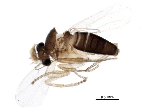  ( - BIOUG37014-C08)  @11 [ ] CreativeCommons - Attribution (2018) CBG Photography Group Centre for Biodiversity Genomics