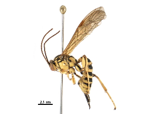  (Apechthis zapotecaDHJ02 - BIOUG37051-B10)  @14 [ ] CreativeCommons - Attribution (2018) CBG Photography Group Centre for Biodiversity Genomics