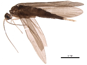  (Caenocentron rafamoralesi - BIOUG31506-F08)  @14 [ ] CreativeCommons - Attribution (2017) CBG Photography Group Centre for Biodiversity Genomics