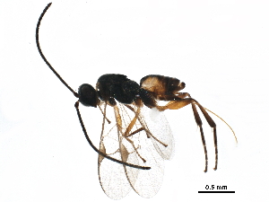  (Promicrogaster Malaise3512 - BIOUG31516-D08)  @14 [ ] CreativeCommons - Attribution (2017) CBG Photography Group Centre for Biodiversity Genomics