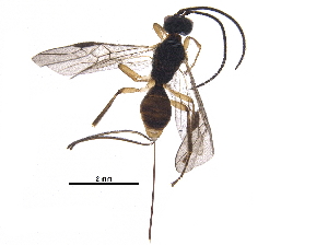  ( - BIOUG31533-D02)  @12 [ ] CreativeCommons - Attribution (2017) CBG Photography Group Centre for Biodiversity Genomics