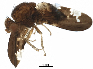  (Chaetocoelia - BIOUG31544-C07)  @11 [ ] CreativeCommons - Attribution (2018) CBG Photography Group Centre for Biodiversity Genomics