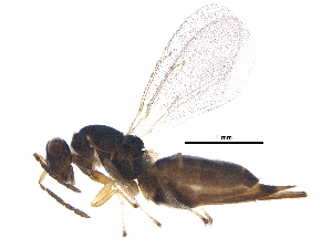  ( - BIOUG31549-C05)  @13 [ ] CreativeCommons - Attribution (2017) CBG Photography Group Centre for Biodiversity Genomics