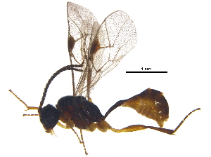  (tersiMalaise01 Malaise3951 - BIOUG31550-A11)  @14 [ ] CreativeCommons - Attribution (2017) CBG Photography Group Centre for Biodiversity Genomics