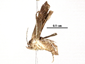  (immidJanzen01 Janzen3577 - BIOUG31554-C12)  @12 [ ] CreativeCommons - Attribution (2017) CBG Photography Group Centre for Biodiversity Genomics