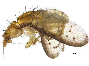  ( - BIOUG31584-C09)  @11 [ ] CreativeCommons - Attribution (2017) CBG Photography Group Centre for Biodiversity Genomics