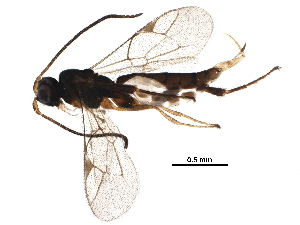  (Orthocentrus Malaise5627 - BIOUG32765-F09)  @14 [ ] CreativeCommons - Attribution (2017) CBG Photography Group Centre for Biodiversity Genomics