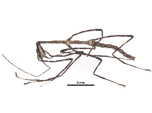  (Phanocles costaricensis - BIOUG32748-F09)  @11 [ ] CreativeCommons - Attribution (2017) CBG Photography Group Centre for Biodiversity Genomics