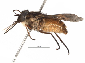  ( - BIOUG32925-A03)  @14 [ ] CreativeCommons - Attribution (2017) CBG Photography Group Centre for Biodiversity Genomics