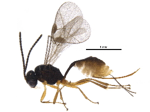  (tersiMalaise01 Malaise3696 - BIOUG32982-A11)  @14 [ ] CreativeCommons - Attribution (2017) CBG Photography Group Centre for Biodiversity Genomics