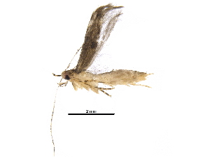  (geleBioLep01 BioLep4680 - BIOUG32982-E03)  @11 [ ] CreativeCommons - Attribution (2017) CBG Photography Group Centre for Biodiversity Genomics