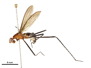  ( - BIOUG32925-B11)  @13 [ ] CreativeCommons - Attribution (2019) CBG Photography Group Centre for Biodiversity Genomics