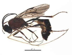  (tersiMalaise01 Malaise4619 - BIOUG32997-C03)  @13 [ ] CreativeCommons - Attribution (2017) CBG Photography Group Centre for Biodiversity Genomics