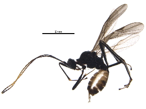  ( - BIOUG33119-B01)  @12 [ ] CreativeCommons - Attribution (2017) CBG Photography Group Centre for Biodiversity Genomics