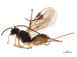  ( - BIOUG37574-G03)  @11 [ ] CreativeCommons - Attribution (2021) CBG Photography Group Centre for Biodiversity Genomics