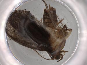  ( - BIOUG68323-A10)  @11 [ ] CreativeCommons - Attribution (2021) Centre for Biodiversity Genomics Centre for Biodiversity Genomics