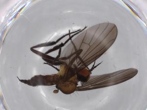  ( - BIOUG68372-E06)  @11 [ ] CreativeCommons - Attribution (2021) Centre for Biodiversity Genomics Centre for Biodiversity Genomics