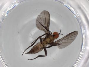  ( - BIOUG68389-E12)  @11 [ ] CreativeCommons - Attribution (2021) Centre for Biodiversity Genomics Centre for Biodiversity Genomics