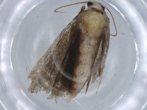  (NocMalaise01 - BIOUG68453-B11)  @11 [ ] CreativeCommons - Attribution (2021) Centre for Biodiversity Genomics Centre for Biodiversity Genomics