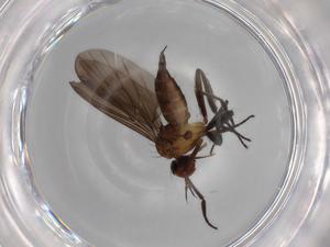  ( - BIOUG68481-A04)  @11 [ ] CreativeCommons - Attribution (2021) Centre for Biodiversity Genomics Centre for Biodiversity Genomics