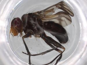  ( - BIOUG68944-F12)  @11 [ ] CreativeCommons - Attribution (2021) Centre for Biodiversity Genomics Centre for Biodiversity Genomics